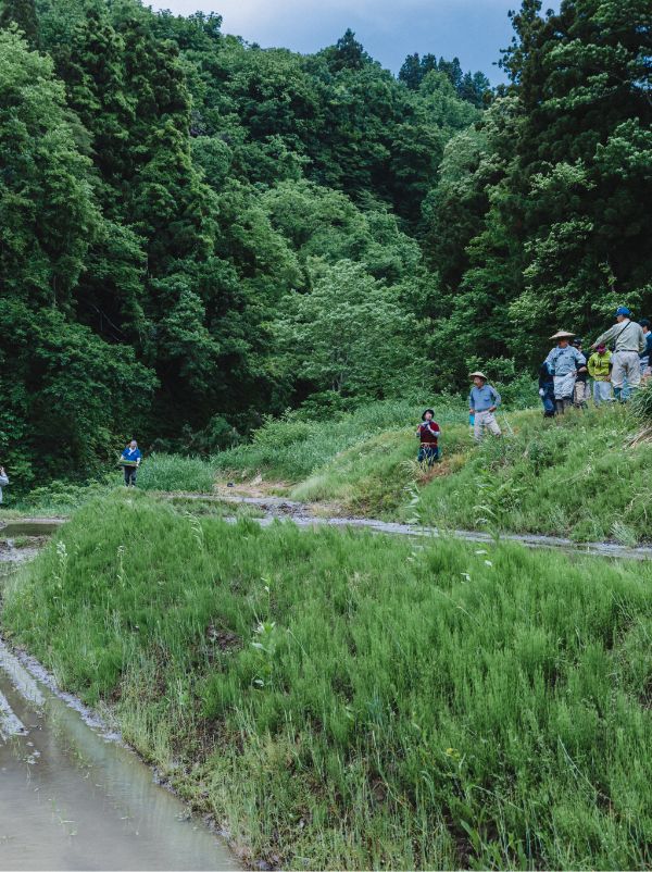 山林の様子