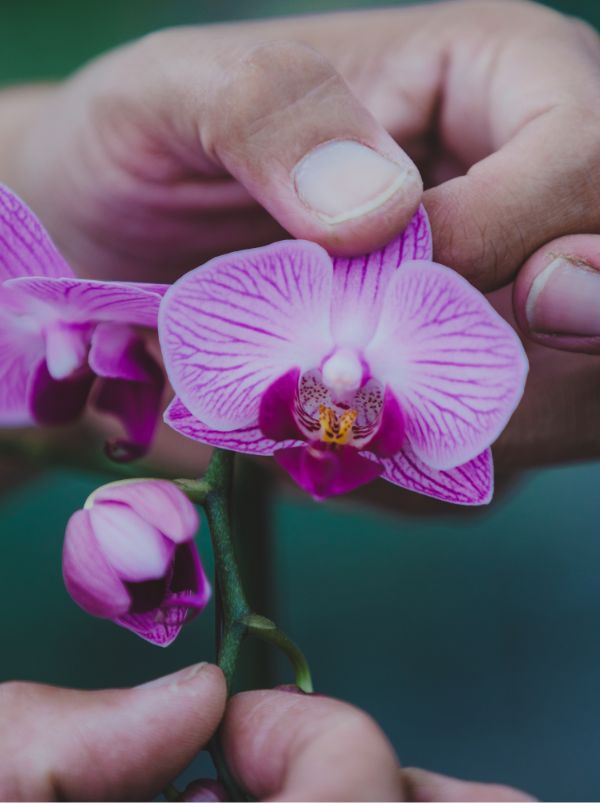 植物の花びら