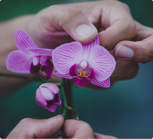 植物の花びら