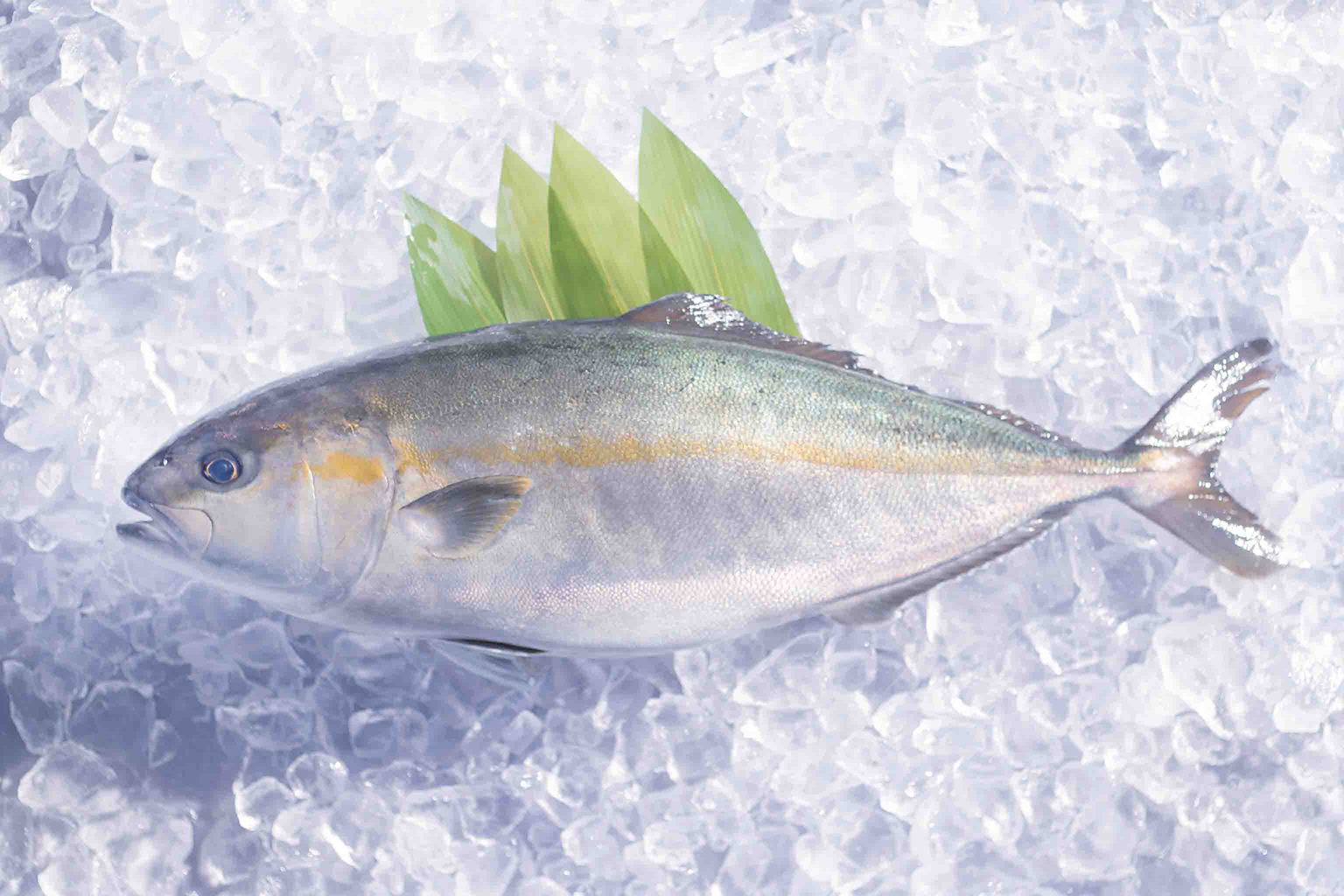 年の始めは出世魚で縁起よく 宮崎・島野浦島の金寿カンパチ