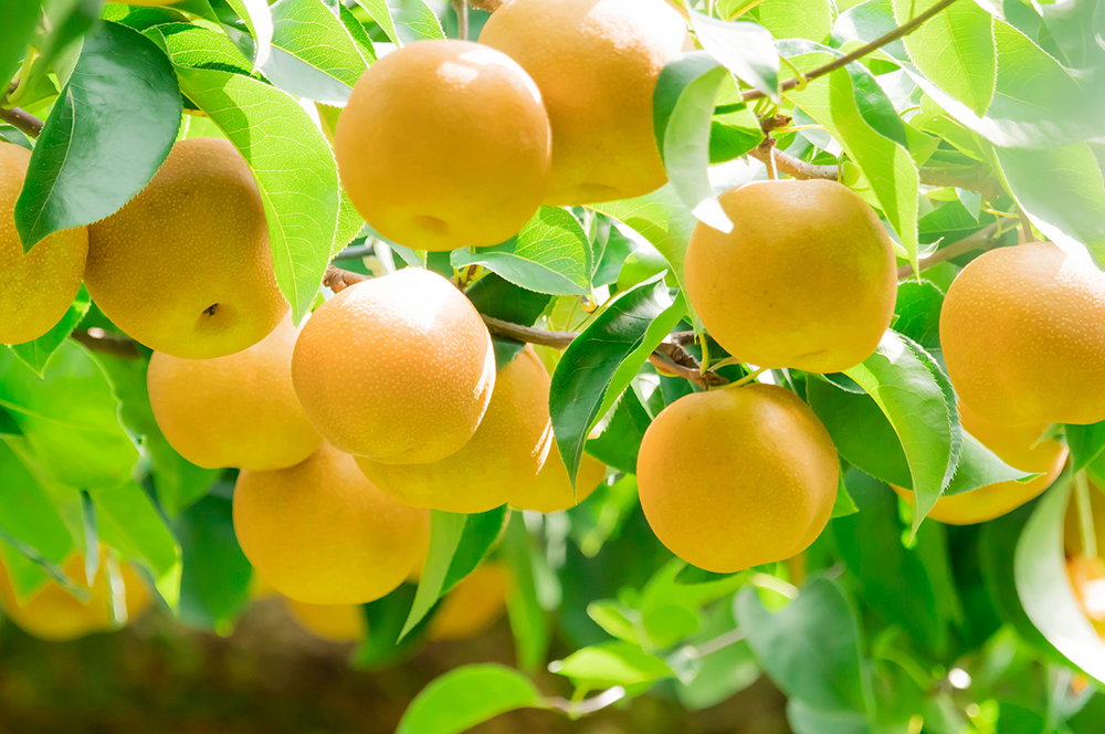 梨の種類と代表的な品種を紹介！日本でとれるおいしい梨を食べよう