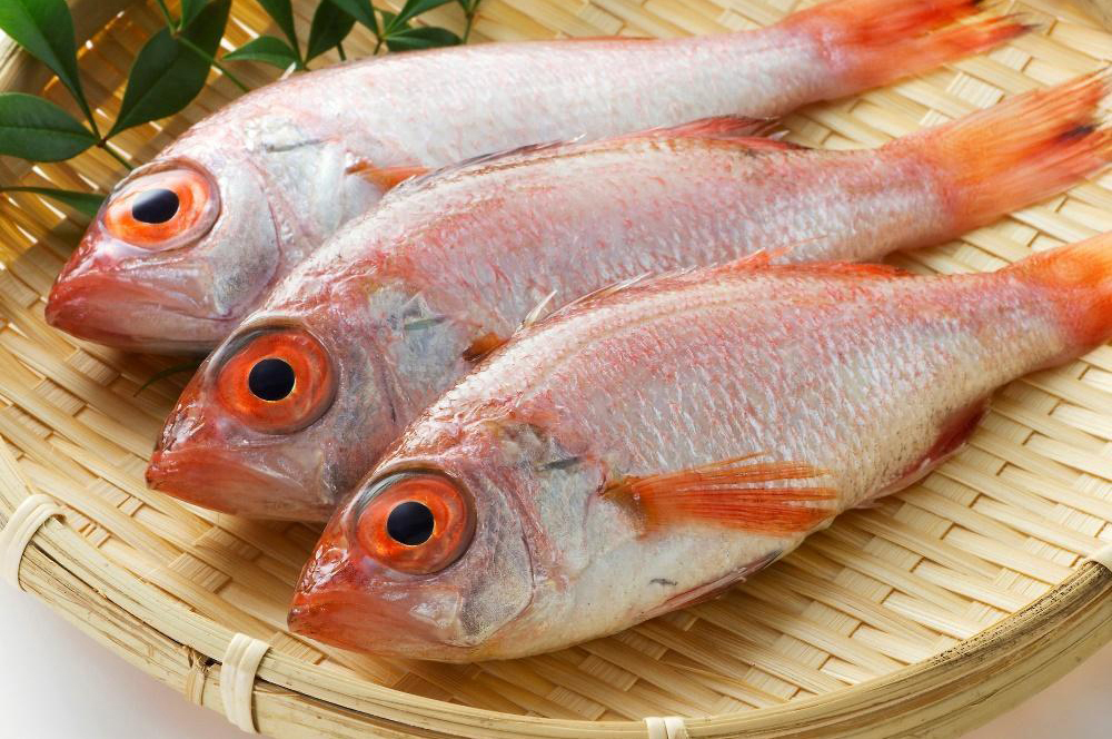 ノドグロの旬はいつ？高級魚である理由や主な産地、調理方法を紹介